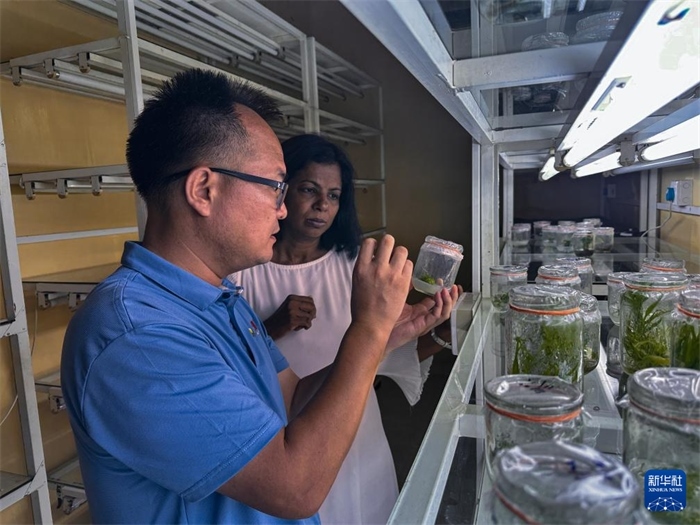 12月23日，在斯里蘭卡馬坎杜拉，中國專家與斯里蘭卡馬坎杜拉可持續(xù)農(nóng)業(yè)與發(fā)展研究中心主任達(dá)莎妮·賈亞曼納交流。新華社發(fā)（中國、聯(lián)合國糧農(nóng)組織與斯里蘭卡南南合作項(xiàng)目專家組供圖）