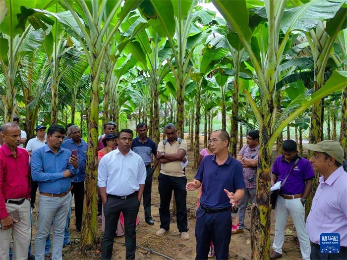 10月10日，在斯里蘭卡霍勒訥的一處香蕉示范基地，中國、聯(lián)合國糧農(nóng)組織與斯里蘭卡南南合作項(xiàng)目中國專家組組長孫德權(quán)為當(dāng)?shù)剞r(nóng)民進(jìn)行技術(shù)培訓(xùn)。新華社發(fā)（中國、聯(lián)合國糧農(nóng)組織與斯里蘭卡南南合作項(xiàng)目專家組供圖）