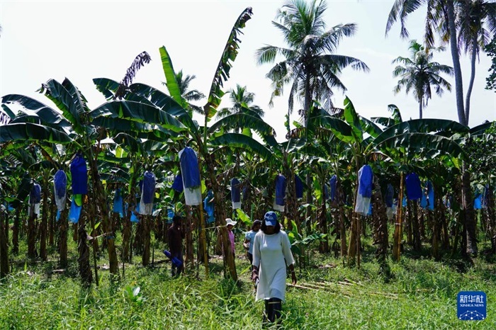 12月23日，在斯里蘭卡馬坎杜拉，農(nóng)民走過中國技術(shù)試驗(yàn)田香蕉田。新華社記者 陳冬書 攝