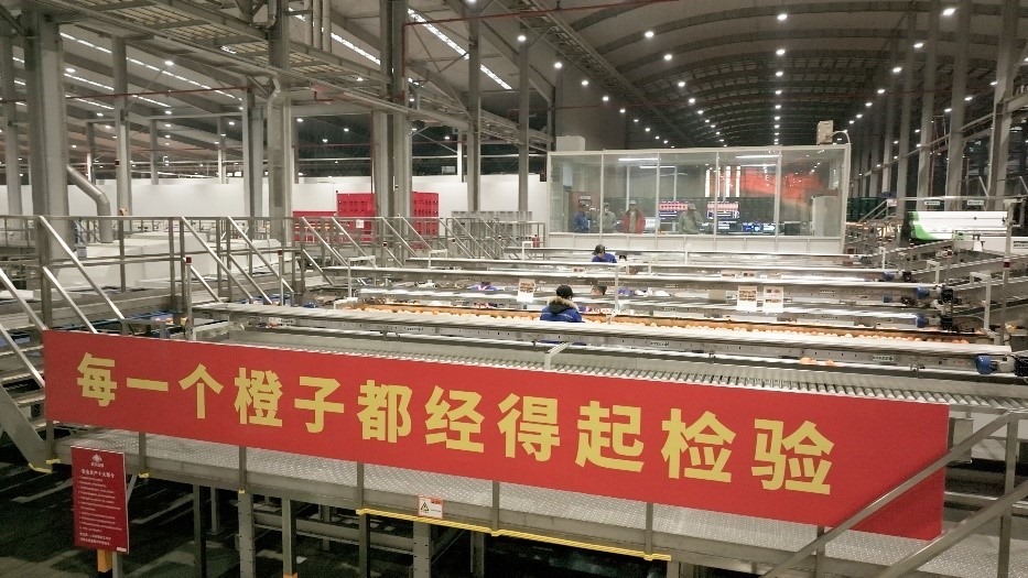 工人在智能生產(chǎn)線上對(duì)臍橙精深加工。人民網(wǎng)記者 張力洋攝