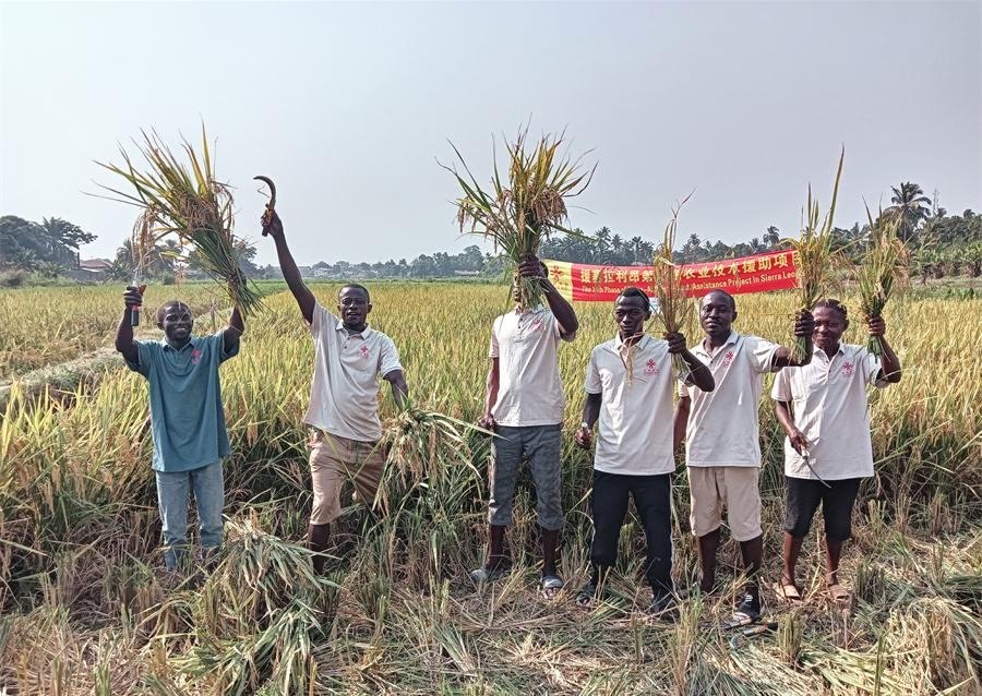 當(dāng)?shù)卮迕裾故窘衲甑乃痉N植成果。中國(guó)援塞農(nóng)業(yè)專(zhuān)家組供圖