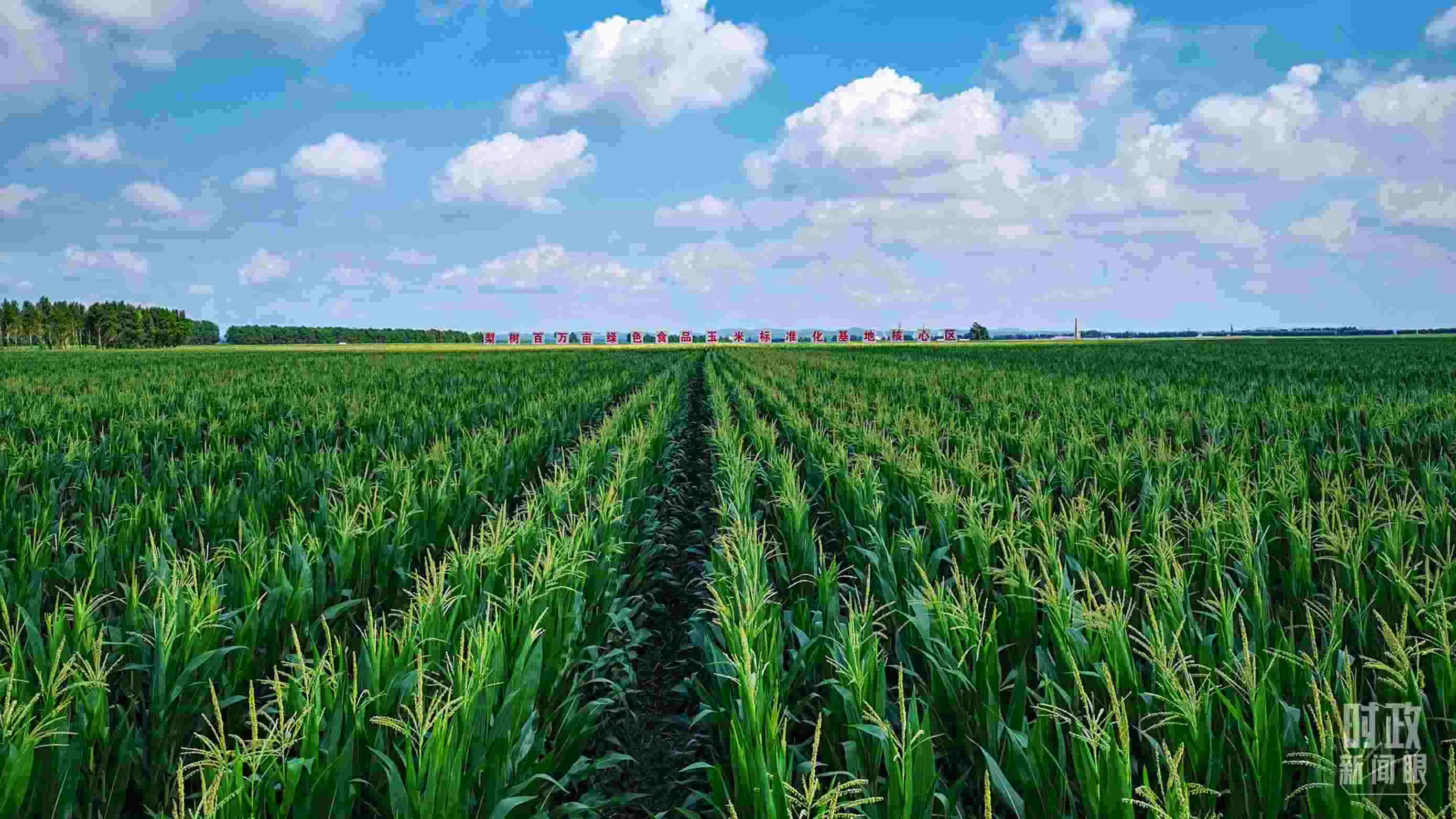 △吉林四平，梨樹縣地處黃金玉米帶。（總臺央視記者張曉鵬拍攝）