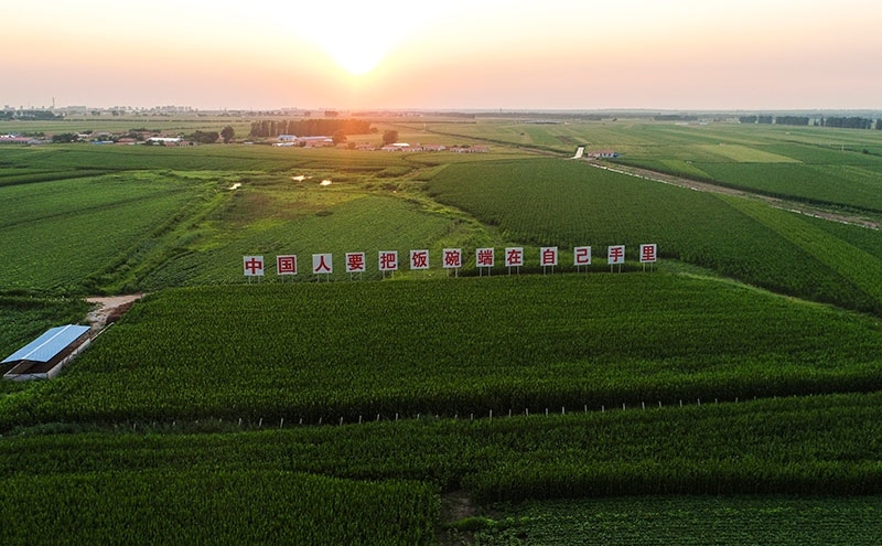 2020年7月23日拍攝的吉林省梨樹縣國家百萬畝綠色食品原料（玉米）標(biāo)準(zhǔn)化生產(chǎn)基地核心示范區(qū)（無人機(jī)照片）。新華社記者 許暢 攝