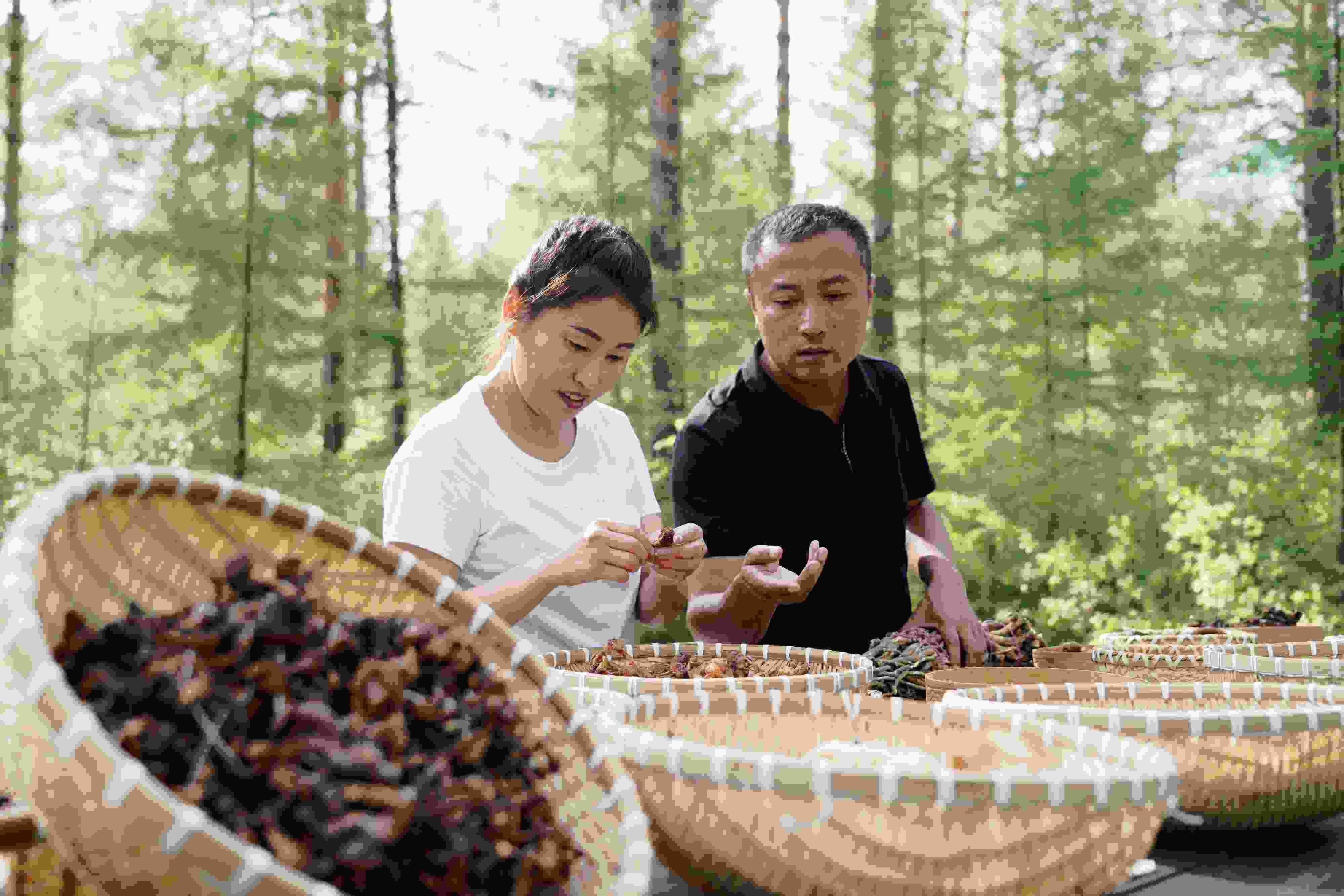2024年8月6日，黑龍江漠河林場員工正在分揀采集來的林下產(chǎn)品。