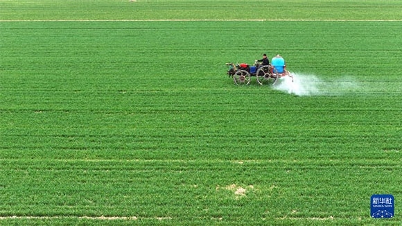 3月14日，在菏澤市鄆城縣郭屯鎮(zhèn)，農(nóng)民在麥田里噴灑除草劑（無人機(jī)照片）。