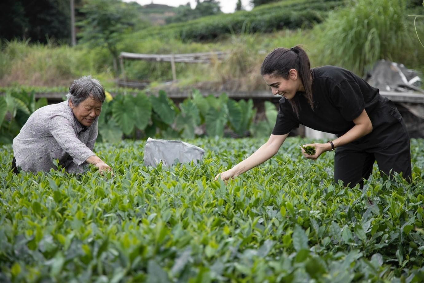 卡友琪在福建采茶。受訪者供圖