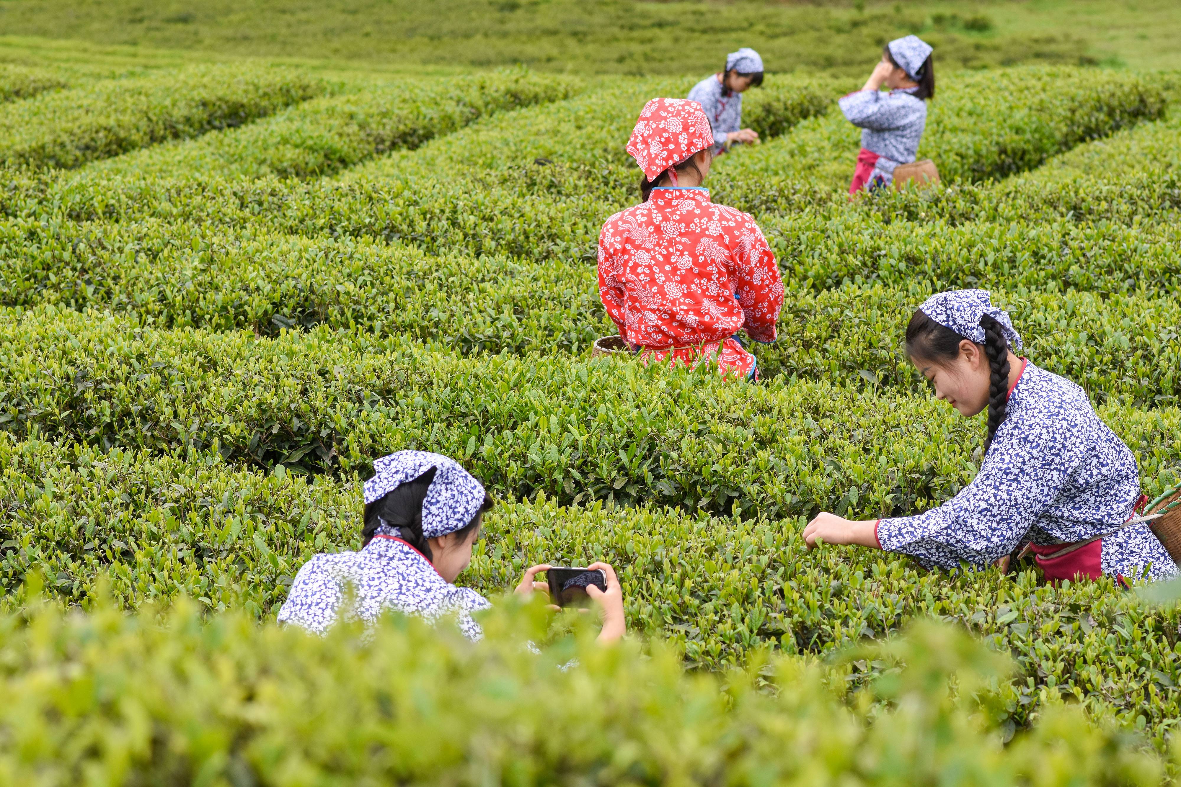 2023年4月6日，游客在貴州省銅仁市江口縣怒溪鎮(zhèn)駱象村生態(tài)茶園體驗(yàn)采茶樂趣。