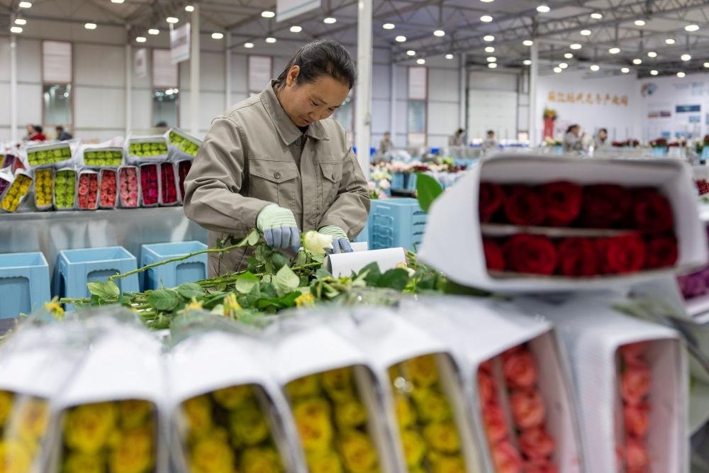 △近日，工作人員在云南麗江現(xiàn)代花卉產(chǎn)業(yè)園包裝鮮花。