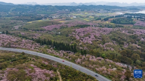 清鎮(zhèn)市紅楓湖鎮(zhèn)右二村旁的道路與花海相映（4月5日攝，無(wú)人機(jī)照片）。
