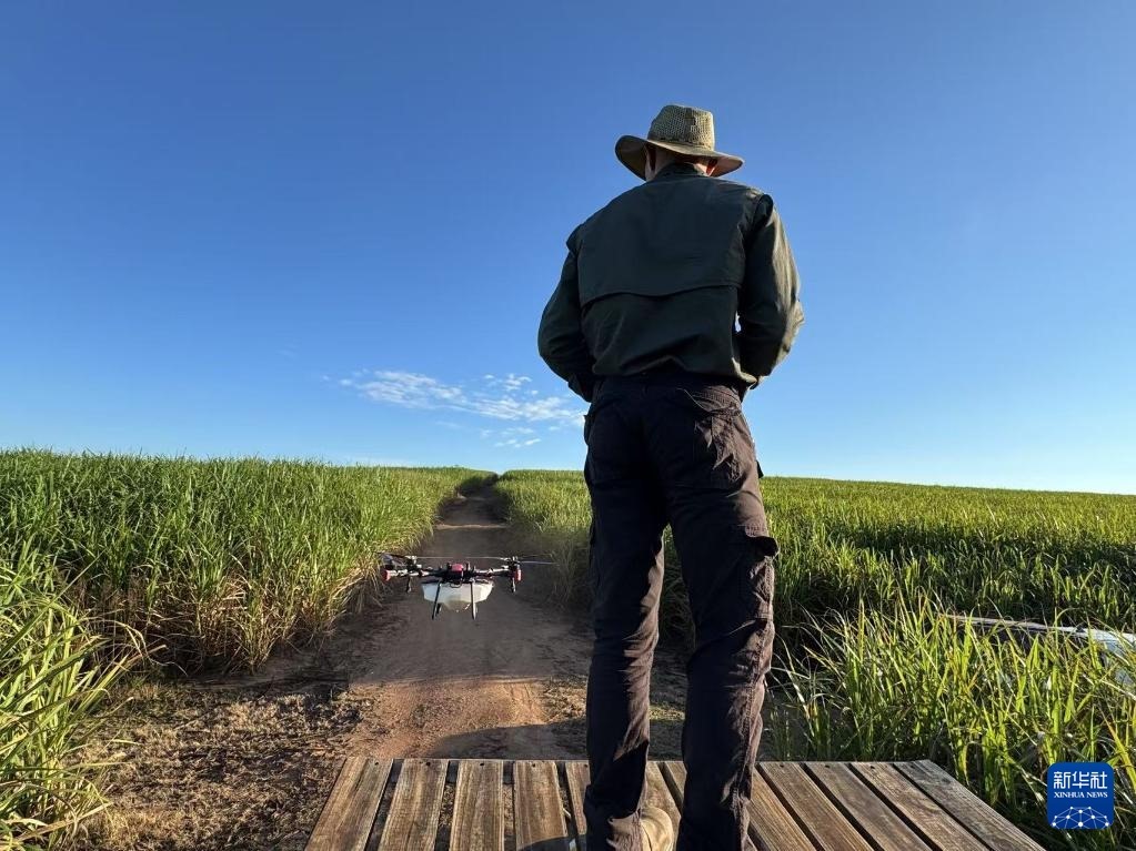3月25日，在南非夸祖魯-納塔爾省的方廷希爾莊園，飛手操縱無(wú)人機(jī)為甘蔗林噴灑藥劑。新華社記者 白舸 攝