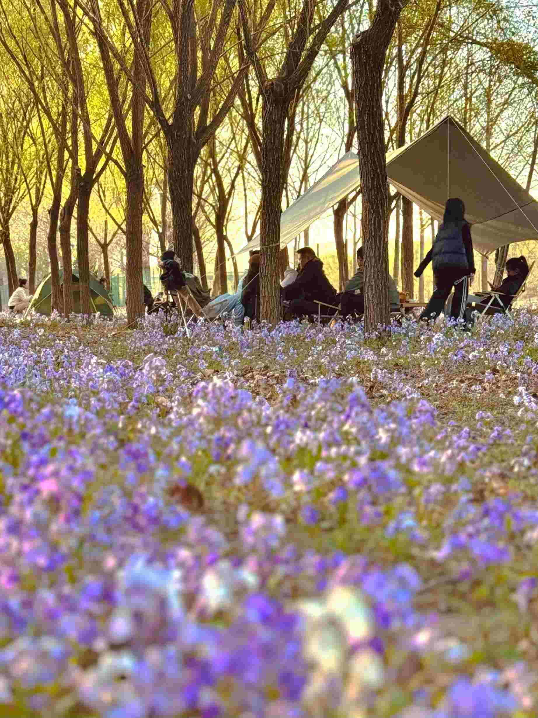 清明假期期間，范女士一家在北京溫榆河邊露營。受訪者供圖