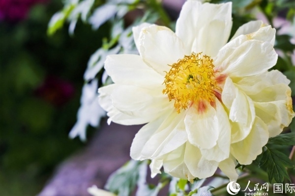 洛陽國家牡丹園牡丹盛開。 人民網(wǎng)記者 魯揚攝