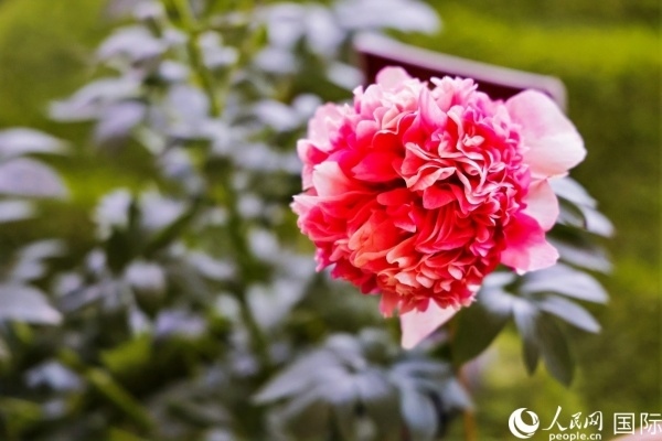 洛陽國家牡丹園牡丹盛開。 人民網(wǎng)記者 魯揚攝