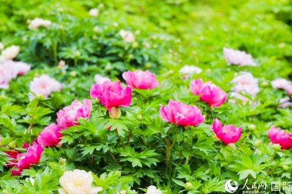 洛陽國家牡丹園牡丹盛開。 人民網(wǎng)記者 魯揚攝