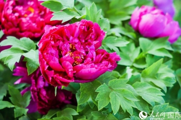 洛陽國家牡丹園牡丹盛開。 人民網(wǎng)記者 魯揚攝