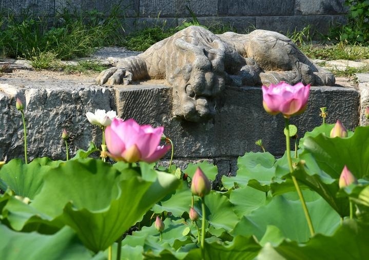 萬(wàn)寧橋位于北京地安門外大街中部、什剎海東岸，是北京中軸線上最古老的橋梁，至今已有700多年歷史。近年來(lái)，北京市持續(xù)為萬(wàn)寧橋“瘦身減負(fù)”，橋體風(fēng)貌得以完整展現(xiàn)，方便游客走近欣賞，深入了解古橋承載的價(jià)值和內(nèi)涵。這是2023年7月18日拍攝的北京萬(wàn)寧橋橋東的鎮(zhèn)水獸。